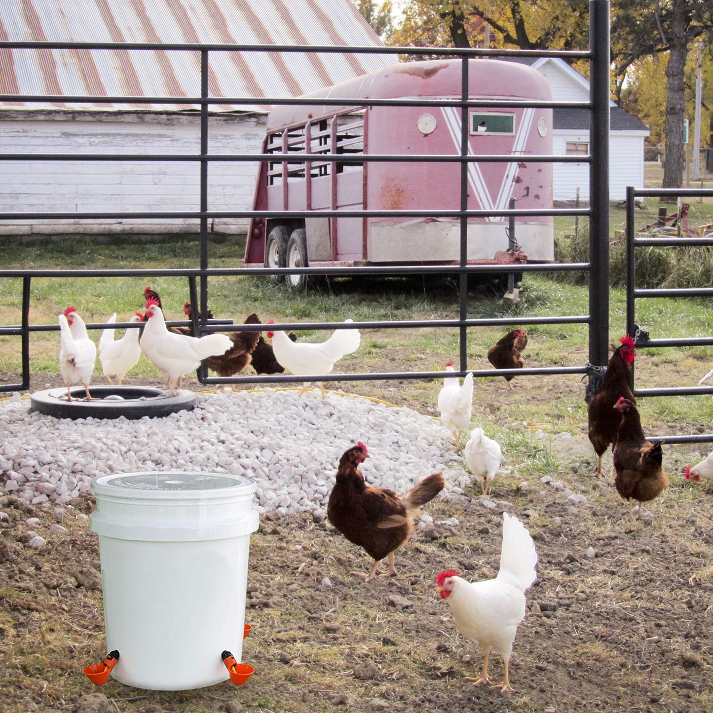 20 Pack Chicken Waterer Automatic Poultry Waterer Chicken Drinker Cups With Mounting Joint For Chicken Poultry